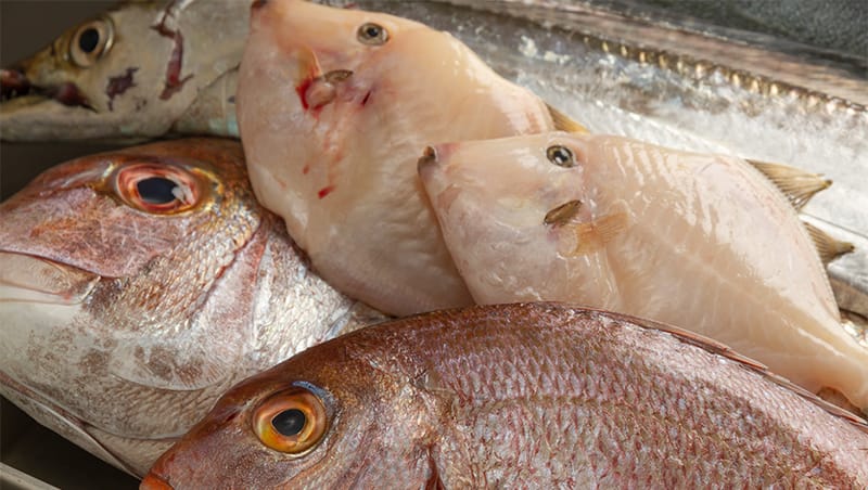 明石の地魚が楽しめるコース